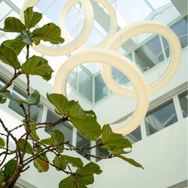 acolad-office-plants